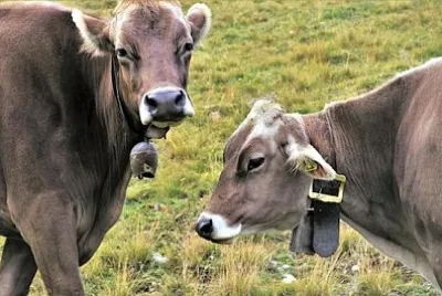 Dwie pasące się krowy