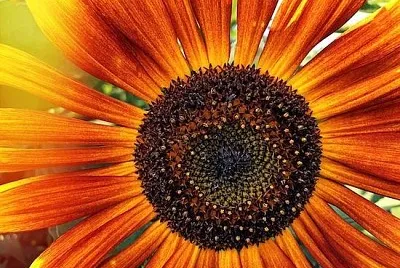Girasole del primo piano
