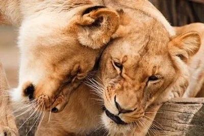 Deux grands chats