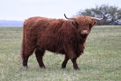 Highland Cow