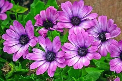 Виолетово лилаво цвете