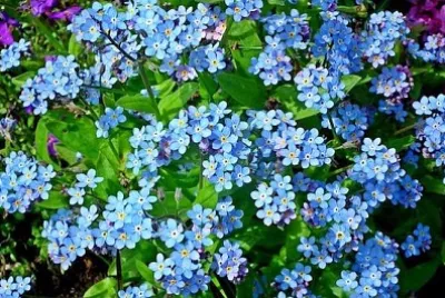 Fiori blu