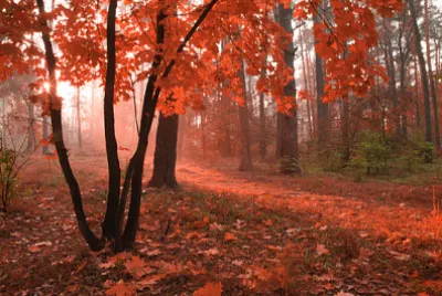 Mglisty jesienny las z czerwonymi liśćmi na drzewach