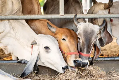 農場で稲わらを食べる牛