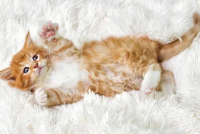 mały słodki kotek maine coon patrzy w górę