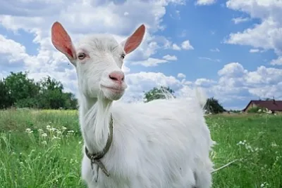 Cabra adulta pastando em um prado verde