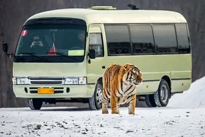 西伯利亞虎和一輛帶有遊客的巴士，中國