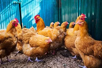 Galinhas em uma fazenda