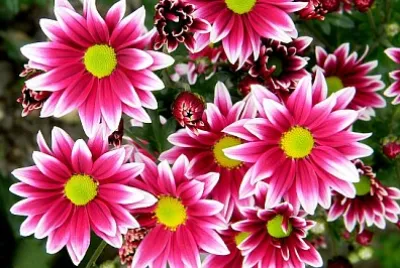 Fleurs de chrysanthème blanc violet rose