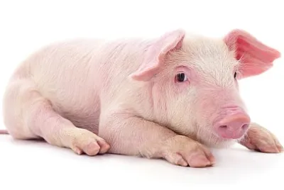 Piccolo maiale rosa che è isolato su sfondo bianco