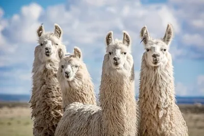 Alpacas del norte argentino