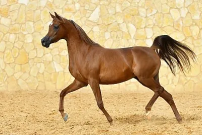 Étalon arabe de race pure châtaigne court au trot