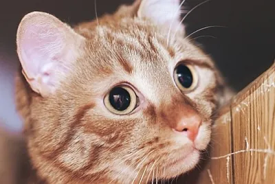 Джинджифилова котка на върха на вратата в Hom