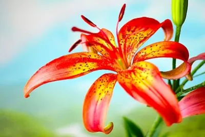 Bellissimi gigli di campo di fiori