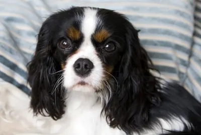 Сладък кавалер шпаньол, лежащ на леглото