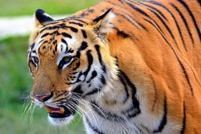 La tigre reale del Bengala