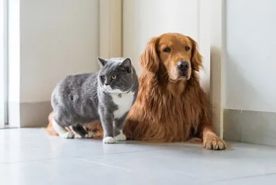 Golden Retriever Hunde und britische kurzhaarige Katze