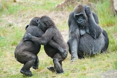 Dos jóvenes gorilas bailando mientras la madre es wat