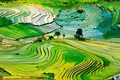 Campo di riso a terrazze nella provincia di Laocai, Vietnam