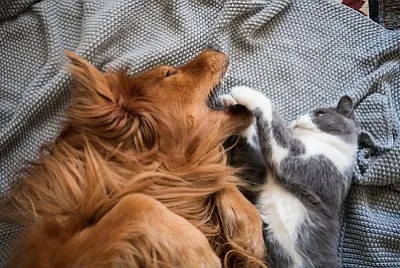 Il Golden Hound e il gattino stanno giocando