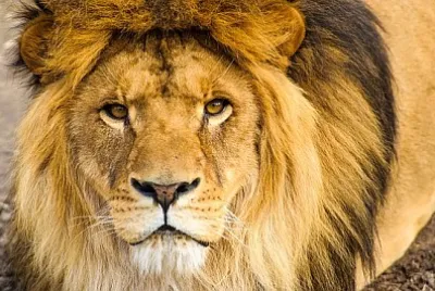 Bellissimo leone possente