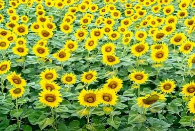 Bellissimo campo di girasoli