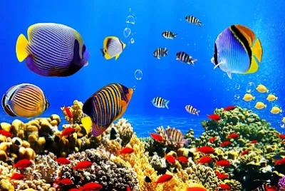 pesci colorati sott'acqua