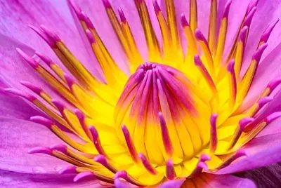 Nenúfar, polen colorido de flor rosa