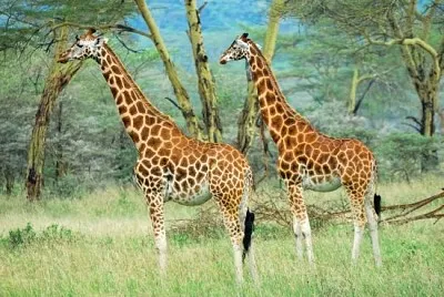 Giraffe di razza Masai nel parco nazionale del lago Nakuru