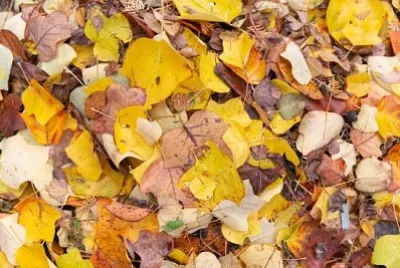 Mucchio variopinto delle foglie di autunno