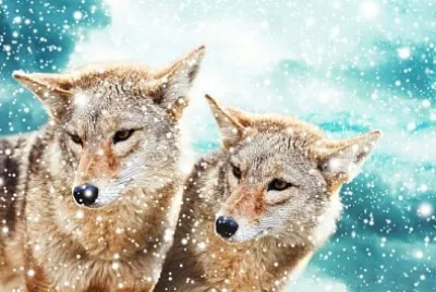 Coppia di coyote contro il cielo invernale blu