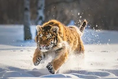 Tigre siberiana in esecuzione nella neve