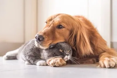 Gatto britannico e Golden Retriever