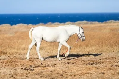 Bellissimo cavallo bianco su pascolo in riva al mare