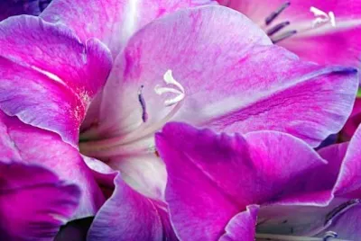 Gladiolus flowers closeup
