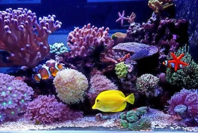 Mucchio variopinto delle foglie di autunno