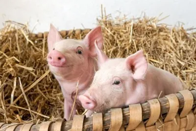 due maiali nel nido di paglia