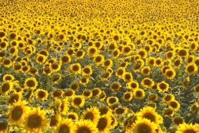 campo di fiori del sole