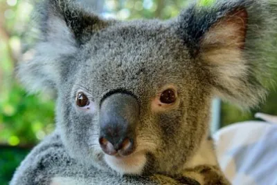 Ritratto di koala nel Queensland, in Australia