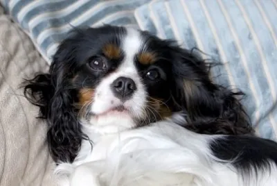 Сладък кавалер шпаньол, лежащ на леглото