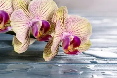 Fiore dell'orchidea su fondo di legno blu