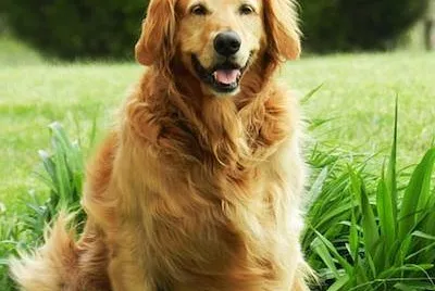 Goldener Labrador Retriever Welpe im Schwimmbad