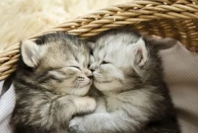 Gattini svegli del tabby che abbracciano in un cestino