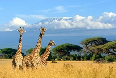 Tre giraffe nel parco nazionale del Kenya, Africa