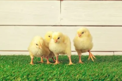 Little Chicks on the grass jigsaw puzzle