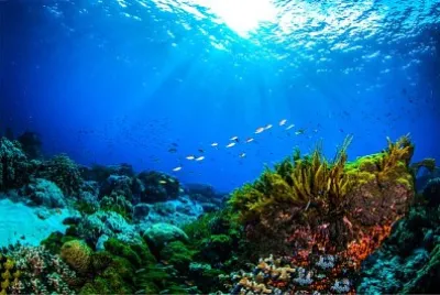 Barriera corallina del mondo subacqueo