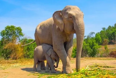Elefantes disfrutando de la vida en el campamento de elefantes Patara