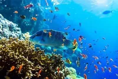 Vista subacquea dei pesci corallini