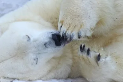 Funny Sleepy Polar bear close jigsaw puzzle