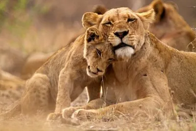 Leona y cachorro en el Parque Nacional Kruger, Sudáfrica